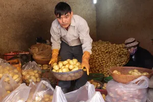 Đà Lạt lại cho khoai tây Trung Quốc vào chợ 