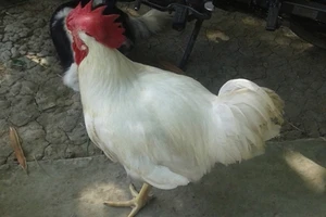 Sự thật về giống gà 'lạ' đang tràn về nông thôn