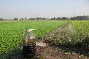 Bắt quả tang tưới nhớt ở 'thủ phủ' rau muống Sài Gòn