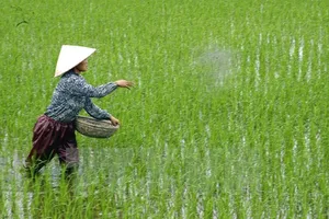 Cảnh báo về việc nông dân dùng xi măng bón cho lúa