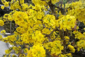 'Lão mai' 100 tuổi, cuồn cuộn nở hoa từ thân, cành