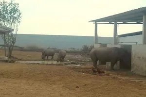 Long An : Vườn thú Mỹ Quỳnh nuôi nhốt tê giác ra sao?
