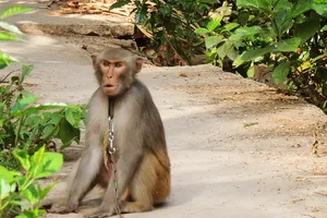 Đã xử lý được con khỉ sổng chuồng cắn liên tiếp nhiều người