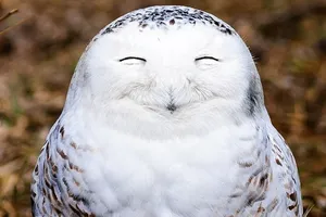 Khoảnh khắc cực kỳ hài hước của các loài động vật hoang dã