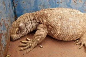 Bị ép tập thể dục giảm cân, thằn lằn béo ú quyết định... đào tẩu