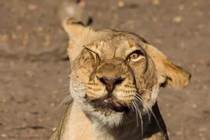 Con sư tử 'méo mặt' vì bị đàn ruồi kéo tới làm phiền