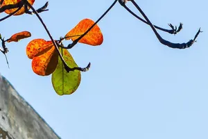 Cây bàng bị cấm trồng trên vỉa hè, vì sao?