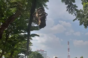 Nguy hiểm khúc gỗ lớn treo lủng lẳng trên vỉa hè