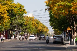 Ngắm hoa sưa vàng rực phố Tam Kỳ