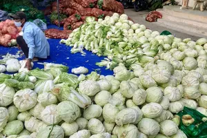 Phân phát 15 tấn rau củ đến người dân thôn Văn Lâm