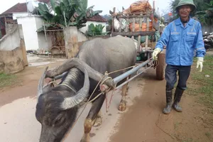 Xe trâu chở rác trên đường làng