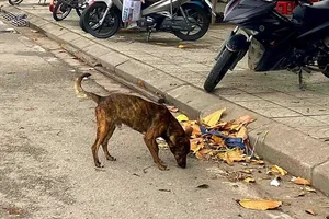 Thời gian qua, các địa phương tăng cường xử lý chó thả rông nơi công cộng nhưng tình trạng này vẫn còn. Ảnh: THANH TIỀN