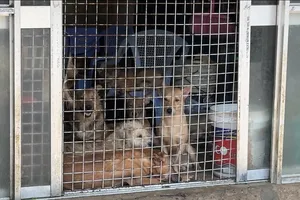 Nuôi chó hàng đàn làm phiền cả xóm: Không nhân đạo với cả vật nuôi