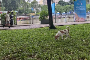 Tái diễn tình trạng chó thả rông, nguy hiểm rình rập