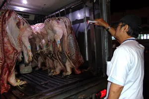 TP.HCM ứng phó nguy cơ xâm nhập dịch tả heo châu Phi