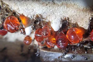 Độc lạ nghề nuôi kiến của thanh niên 9x