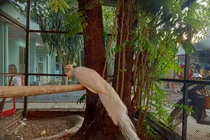 Khổng tước Ấn Độ bay vào nhà dân ở TP Thủ Đức