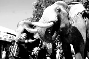 Đàng Năng Long, người sở hữu nhiều voi nhất Đắk Lắk qua đời