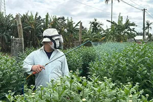 Video: Thủ phủ hoa cúc Tết lớn nhất miền Trung vắng khách mua, nhà vườn lo lắng