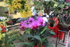 Tác phẩm Catleya đạt giải đặc biệt tại Hội thi hoa lan toàn quốc