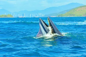 Cá voi săn mồi ở vịnh Nha Trang là loài quý hiếm