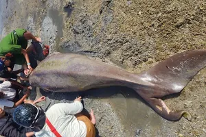 Nhiều bò biển dugong tử vong tại Côn Đảo, cần làm gì để bảo tồn?