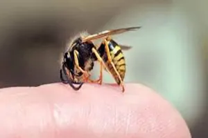 Đồng Tháp: Cụ ông 74 tuổi bị ong đốt hơn 100 vết