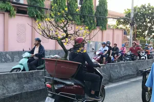 Chở cây cảnh cồng kềnh trên đường ngày Tết có thể bị phạt