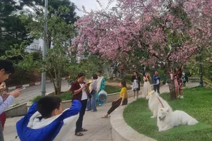 Dắt chó ra nơi công cộng chụp ảnh lấy tiền: Có phải hành hạ động vật? 