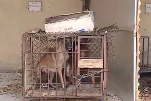 Khởi tố chủ nuôi chó tội vô ý làm chết người là đúng