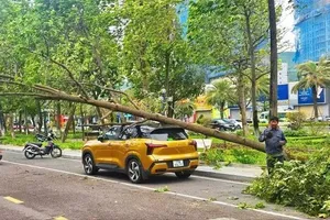 Cây xanh gãy đổ đè ô tô, xe máy: Ai phải bồi thường?