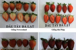 Nhận biết dâu tây Đà Lạt và dâu tây Trung Quốc