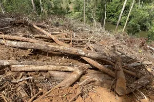 Vụ phá 1,9 ha rừng ở Bảo Lâm: Khởi tố, bắt tạm giam Thanh “Hương rừng”