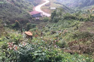 Rừng phòng hộ Sêrêpốk đang bị xâm hại