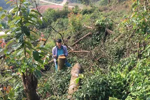 Điều chuyển công tác 2 hạt trưởng kiểm lâm để mất rừng