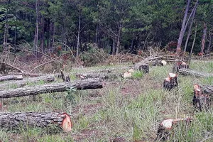 Chủ tịch tỉnh Lâm Đồng chỉ đạo điều tra vụ 400 cây thông ba lá bị triệt hạ 