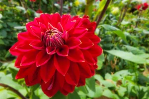 Hoa Thược dược khoe sắc trên cao nguyên Lâm Viên