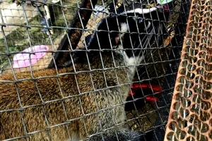 1 hộ dân nuôi nhốt 3 con chồn bạc má trái phép