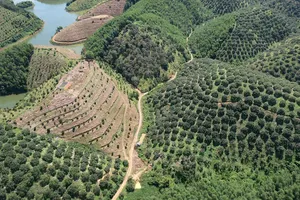 Nhiều diện tích người đang sản xuất nông nghiệp ổn định chưa được ra khỏi quy hoạch 3 loại rừng