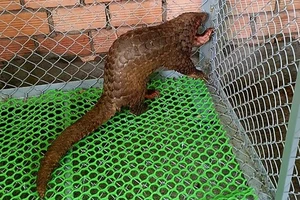 Người dân bàn giao 2 con tê tê quý hiếm sau khi tình cờ phát hiện