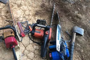 13 cây thông ba lá bị triệt hạ ở Đà Lạt