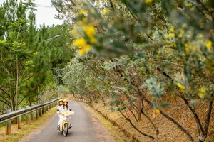 Ngắm mimosa nhuộm vàng thành phố ngàn hoa Đà Lạt