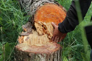 Lợi dụng mưa bão, triệt hạ hàng trăm cây thông