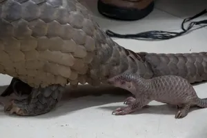 Bắt người đàn ông vận chuyển 2 con tê tê, 2 con rắn hổ ở Lâm Đồng 