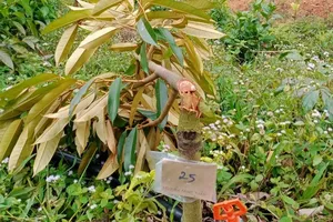 Làm rõ vụ 2 hộ dân bị chặt phá 41 cây sầu riêng ở tỉnh Lâm Đồng