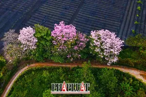 Lên Bảo Lộc ngắm hồng phấn khoe sắc