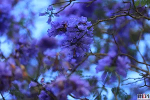 Phượng tím Đà Lạt làm lịm tim du khách