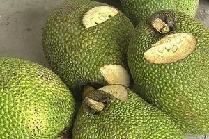 Kết quả vụ kiện mít đỏ xơ đỏ và mít đỏ xơ trắng