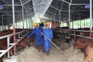 Nuôi 500 con bò phải kiểm kê khí thải nhà kính?