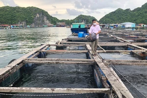Tháo dỡ hơn 400 lồng bè để bảo tồn danh thắng biển Cát Bà 